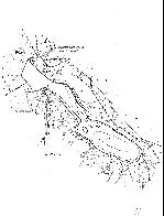 hydrological map